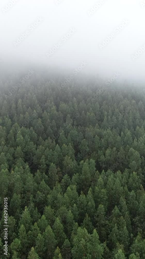 Vertical Video of Foggy Forest Aerial View Vertical Video of Foggy Forest Aerial View