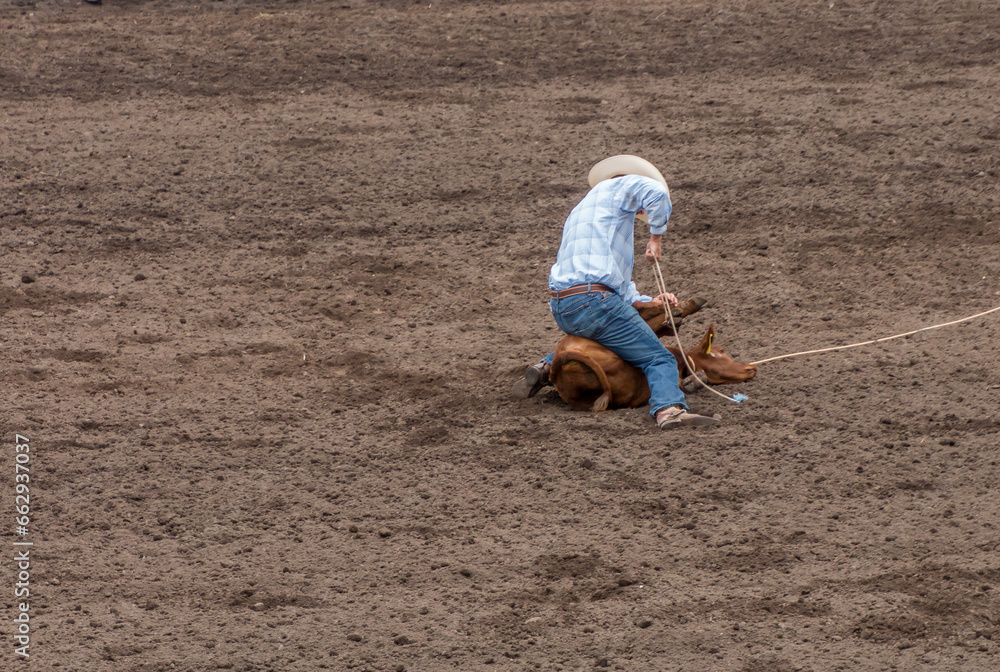 A cowboy at a rodeo has roped a calf and it tying up its legs and a ...