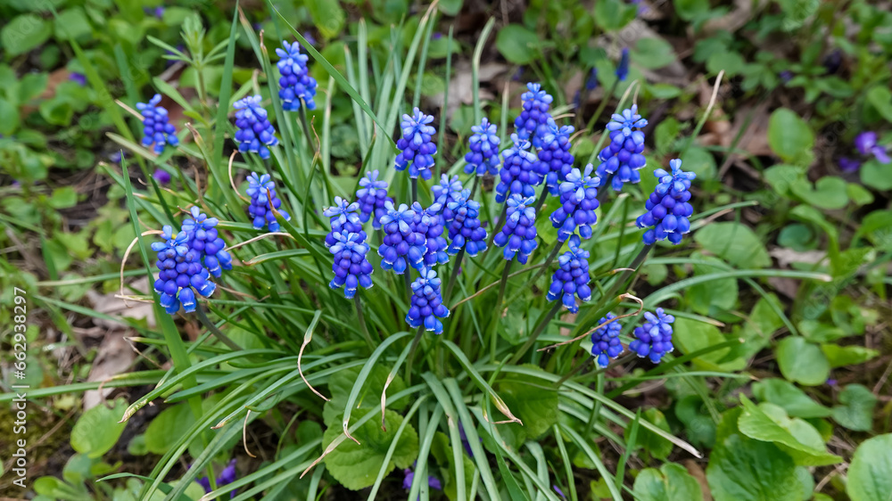 Muscari botryoides - group of plants with blue cluster-shaped flowers Muscari botryoides - group of plants with blue cluster-shaped flowers