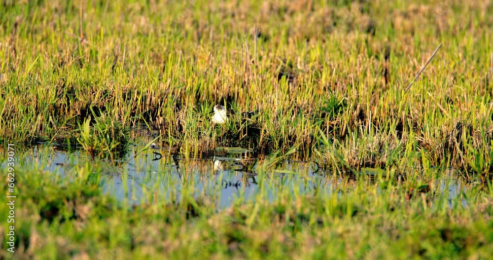 Black-Necked Stilt lays on her eggs around the pond Black-Necked Stilt lays on her eggs around the pond