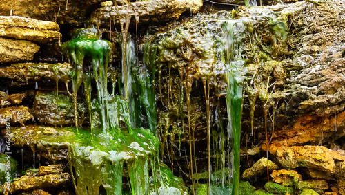 Green Algae  Enteromorpha  Ulva  grows in a small waterfall with salt water