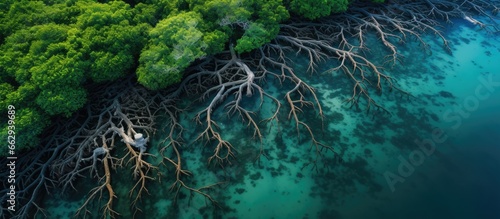 Mangrove forest on Rote Island Indonesia with aerial roots With copyspace for text