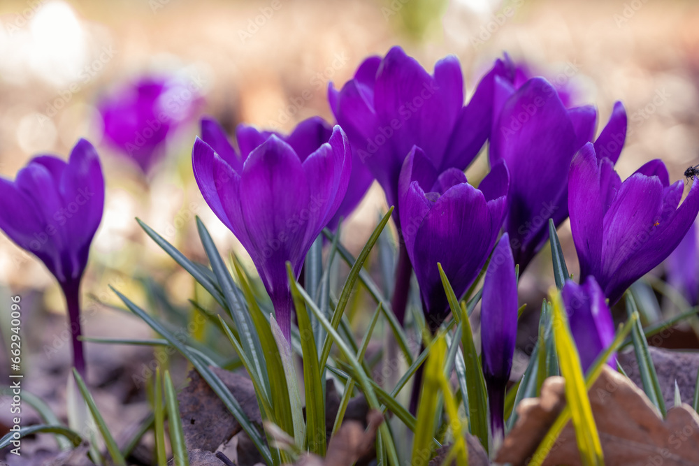 View of blooming spring flowers crocus growing in wildlife. View of blooming spring flowers crocus growing in wildlife.