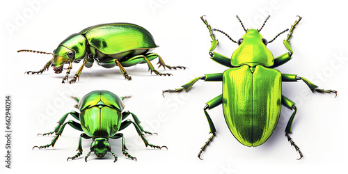 Green beetle on white background photo set