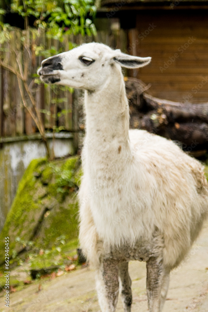 Obraz premium Curious white llama frolics on the grass on a cloudy day