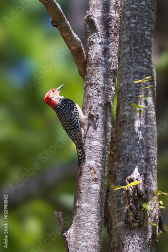 Male Red-Bellied Woodpecker hanging on side of tree