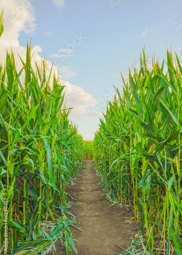 Cornfield path, Corn Field Maze, Corn Field on a Sunny Day, Blue sky through the corn field, path to blue sky through a corn field, tall corn field