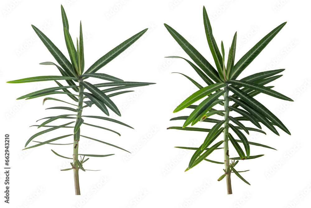 Euphorbia lathyris isolated on transparent background Euphorbia lathyris isolated on transparent background