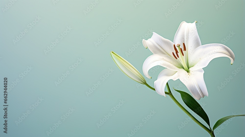 a white flower with a green stem on a blue background. generative ai a white flower with a green stem on a blue background. generative ai