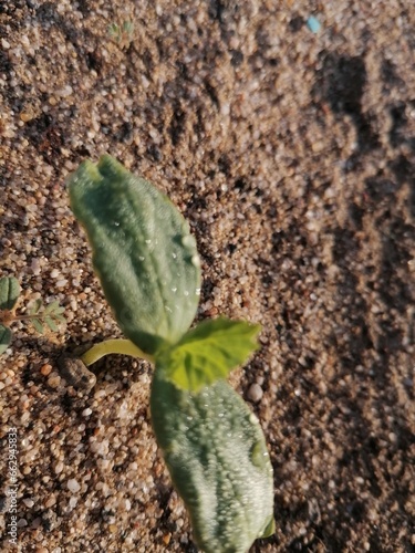 cactus in the garden