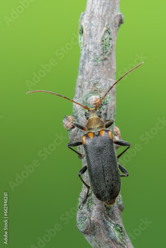 a longhorn beetle called Cortodera humeralis photo