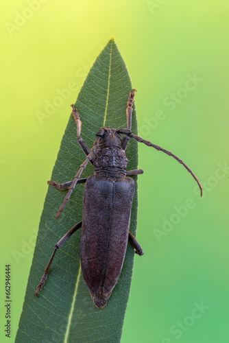 a longhorn beetle called Cerambyx carinatus photo