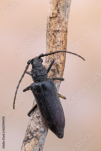 a longhorn beetle called Cerambyx carinatus photo