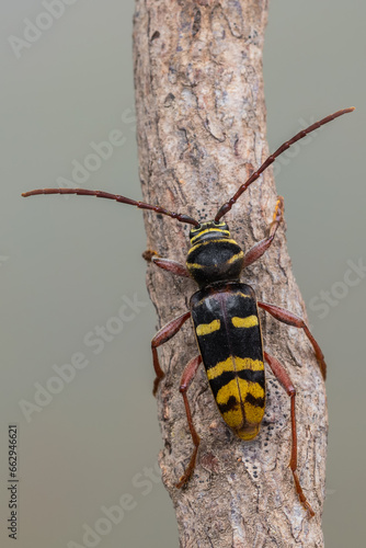 a longhorn beetle called Plagionotus detritus