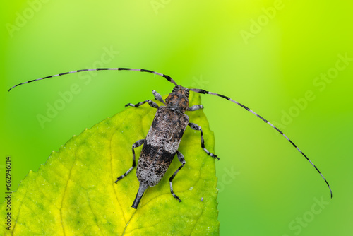 a longhorn beetle called Acanthocinus griseus © Marek R. Swadzba