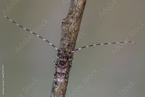 a longhorn beetle called Acanthocinus griseus