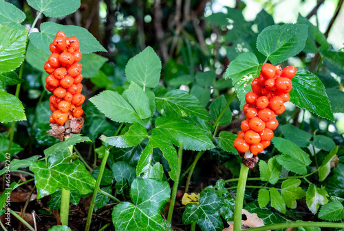 Arum maculatum with red berries, a poisonous woodland plant photo