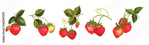Sweet Strawberry Red Fruit Branch with Green Leaf and Stem Vector Set
