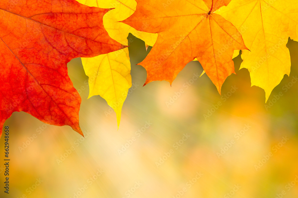 Fototapeta premium Autumn orange leaves falling down with sunbeam