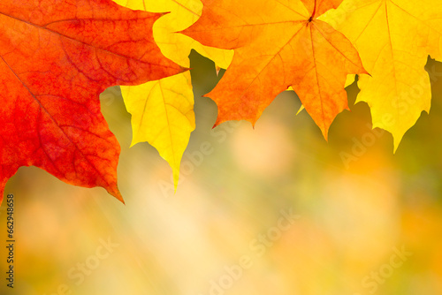 Autumn orange leaves falling down with sunbeam