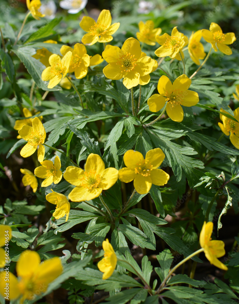 Spring in the forest blooms anemone yellow (Anemone ranunculoides). Spring in the forest blooms anemone yellow (Anemone ranunculoides).