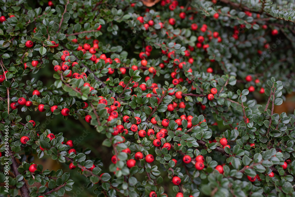 Horizontal dogwood with fruits