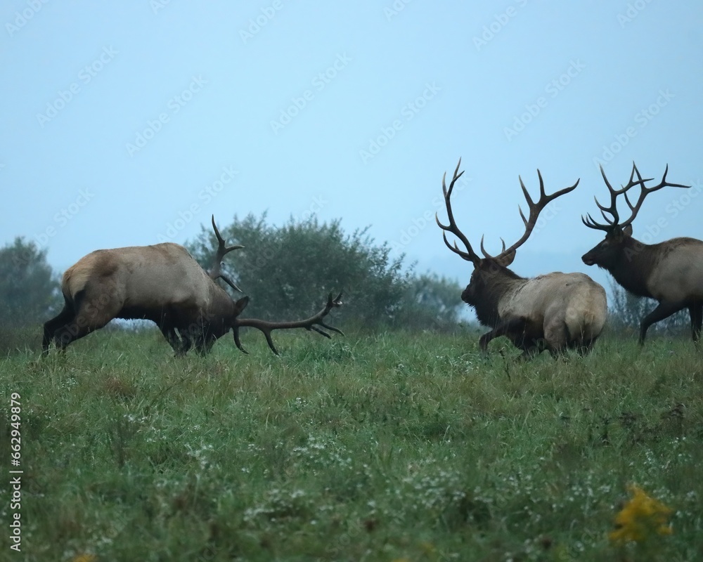 Elk Bull Rut Fight Clash Battle Antlers Collide Elk Bull Rut Fight Clash Battle Antlers Collide