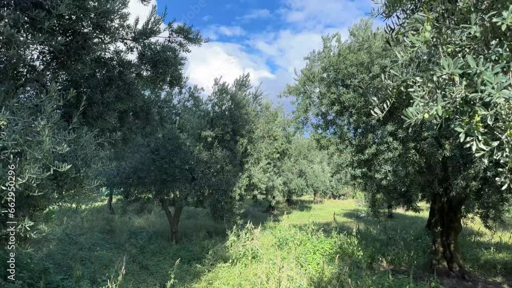 Olive tree with green ripe olives in an olive garden. Ripe green olives on tree , olive tree with branches full of olives Olive tree with green ripe olives in an olive garden. Ripe green olives on tree , olive tree with branches full of olives
