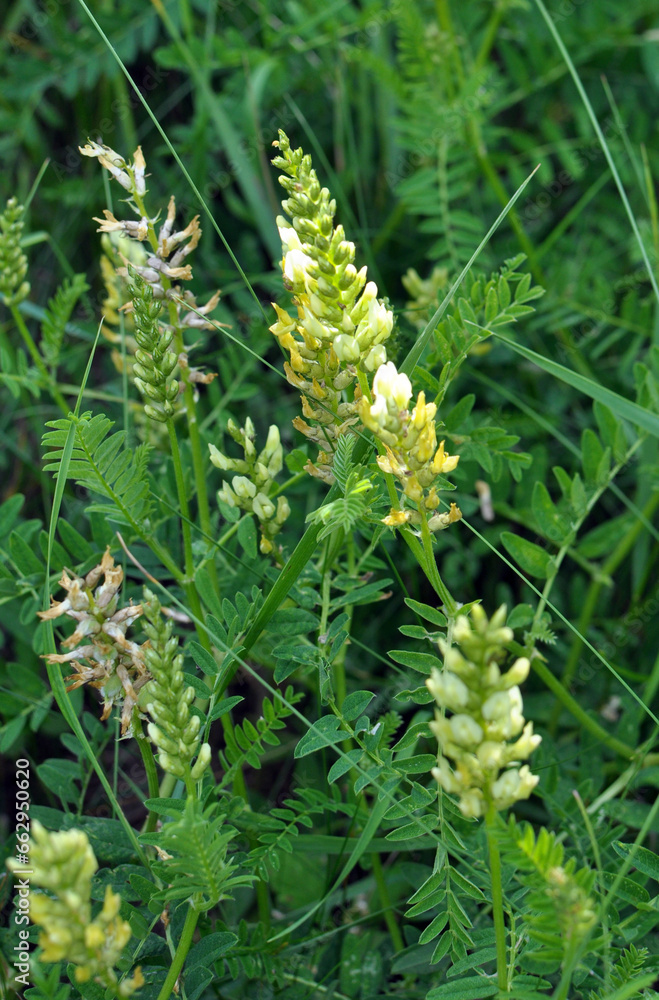In nature, astragalus cicer grows among herbs In nature, astragalus cicer grows among herbs