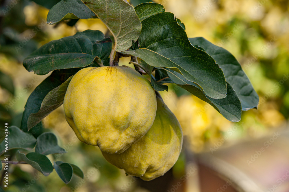 Two ripe quince fruits on a tree branch on a sunny day. Close-up. Copy space. Garden harvest.