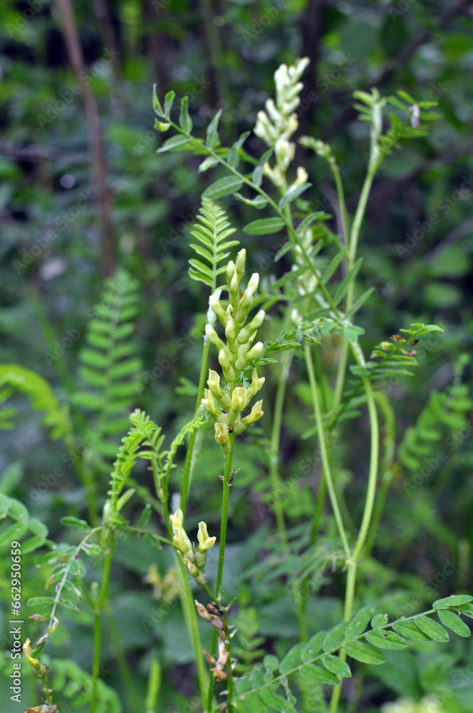 In nature, astragalus cicer grows among herbs In nature, astragalus cicer grows among herbs