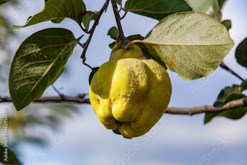 Ripe quince on a tree branch on a sunny day. Close-up.