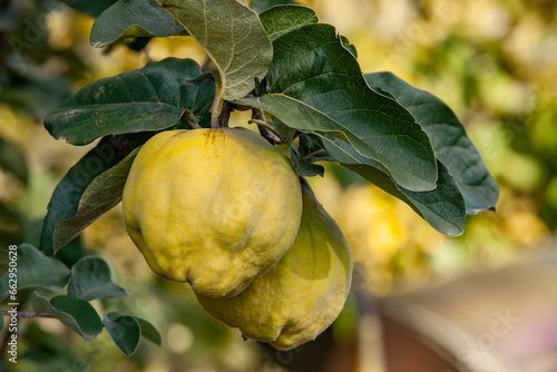 Two ripe quince fruits on a tree branch on a sunny day. Close-up. Copy space. Garden harvest.