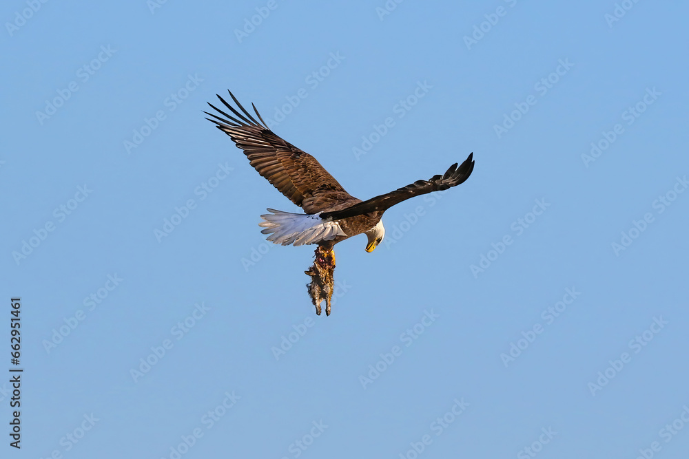 A Bald Eagle with a freshly caught rabbit in its talons, looks down to check on its prey. A Bald Eagle with a freshly caught rabbit in its talons, looks down to check on its prey.