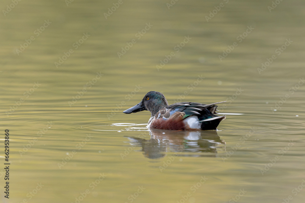 Northern Shoveler Spatula clypeata swimming on a pond Northern Shoveler Spatula clypeata swimming on a pond