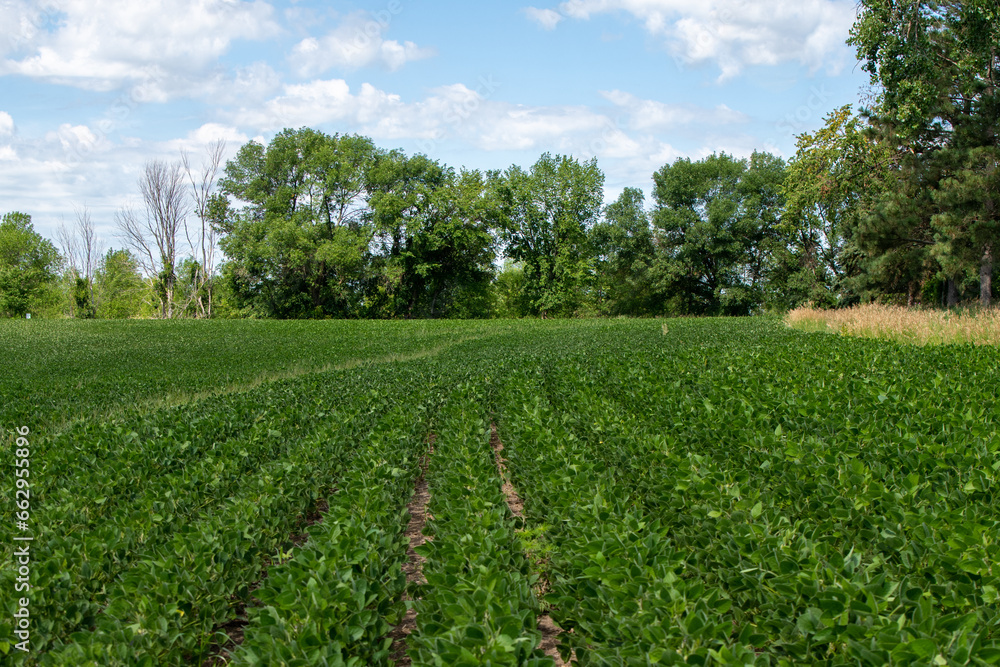 A very healthy, vibrant, green soybean field in rural Minnesota, United States.
A very healthy, vibrant, green soybean field in rural Minnesota, United States.