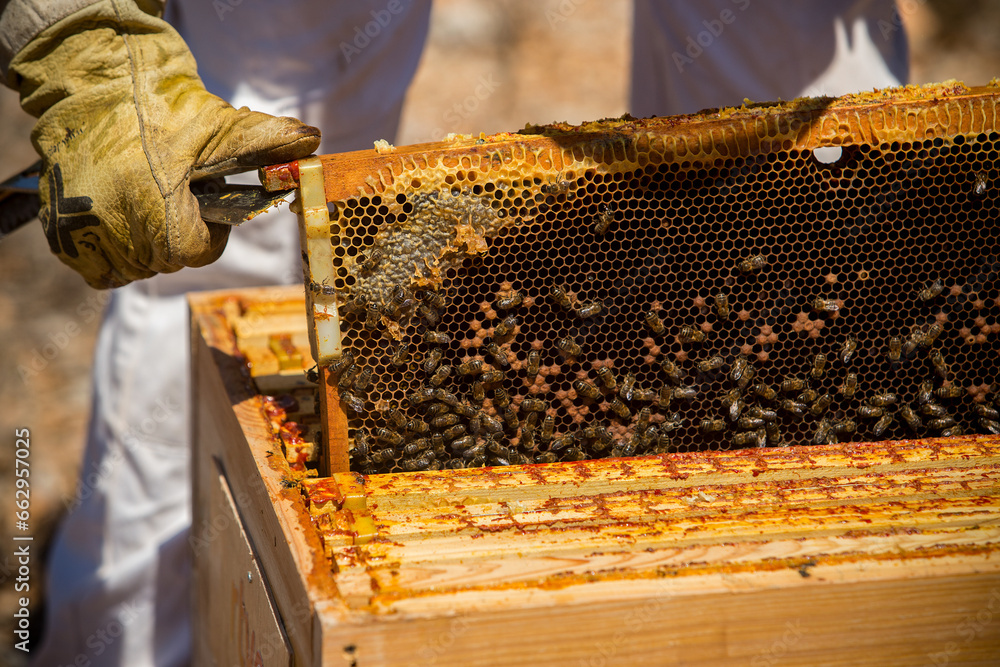 A beekeeper removes a honeycomb from his hive A beekeeper removes a honeycomb from his hive