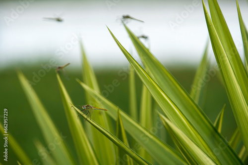 A group of dragonflies fly over a plant