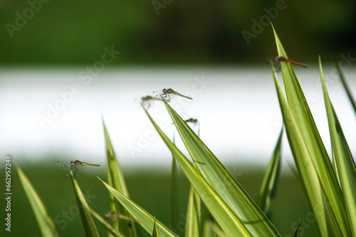 A group of dragonflies fly over a plant