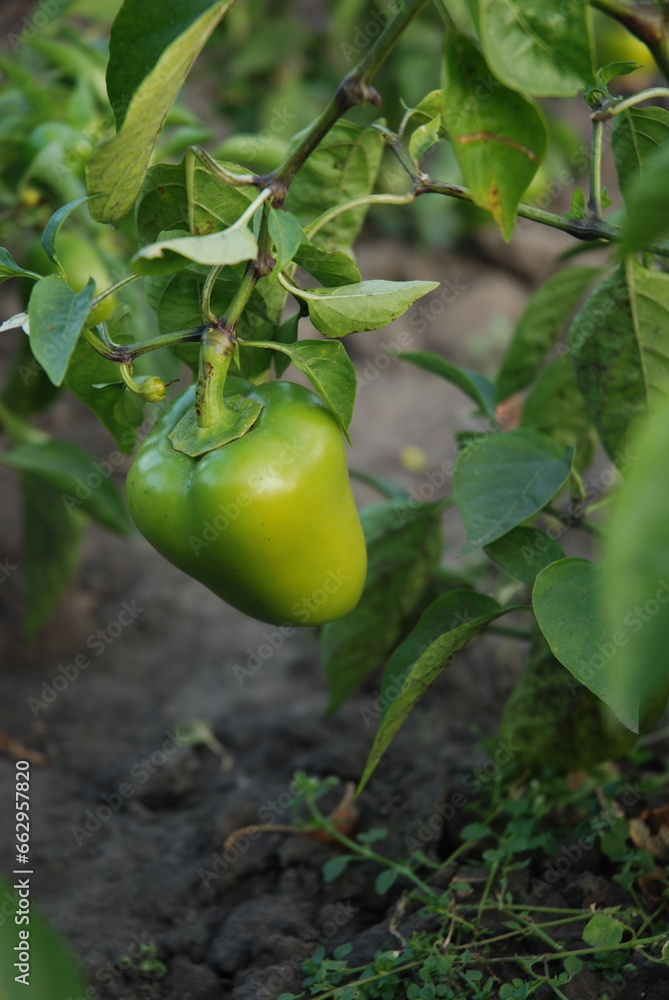 Sweet green peppers in the garden. Vitamins in fresh vegetables. Sweet green peppers in the garden. Vitamins in fresh vegetables.
