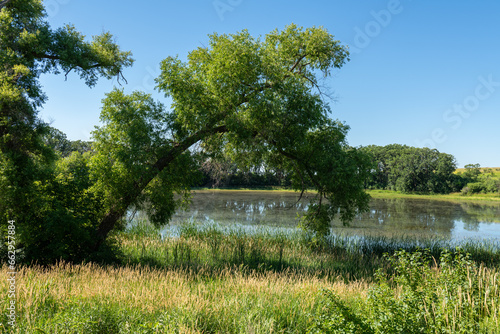  A body of water with trees and blue skies in the summer in rural Minnesota  USA. 
