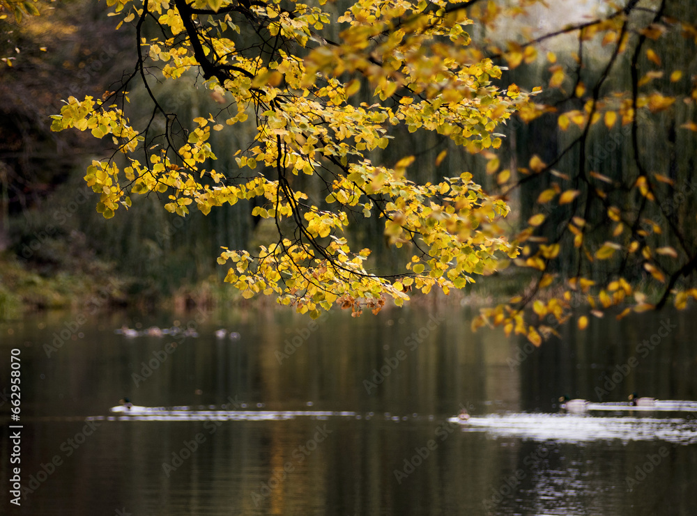 Obraz premium Autumn 2023. Yellow branch above the surface of lake along which ducks swim