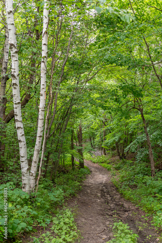 Hiking path in Maplewood State Park in the summer near Pelican Rapids  Minnesota. 