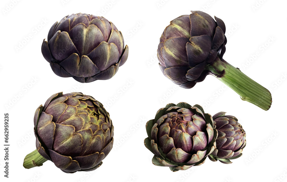 Obraz premium Artichokes set, fresh violet vegetable plants cutout close-up, raw food organic diet concept, clipping path
