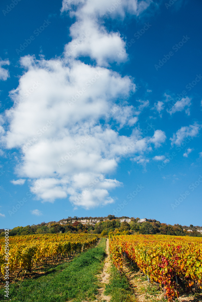 des vignes de Bourgogne. Côte-d'Or. Production de vin en Bourgogne. Vignoble en France. Vignes en automne. Vignoble automnale. Viticulture en automne. Rangs de vignes de Chardonnay. Meursault.