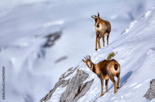 Chamois in the snow on the peaks of the National Park Picos de Europa in Spain. photo