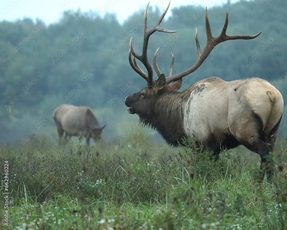 Rocky Mountain Elk Bull Antlers Rut Fall Autumn Rocky Mountain Elk Bull Antlers Rut Fall Autumn