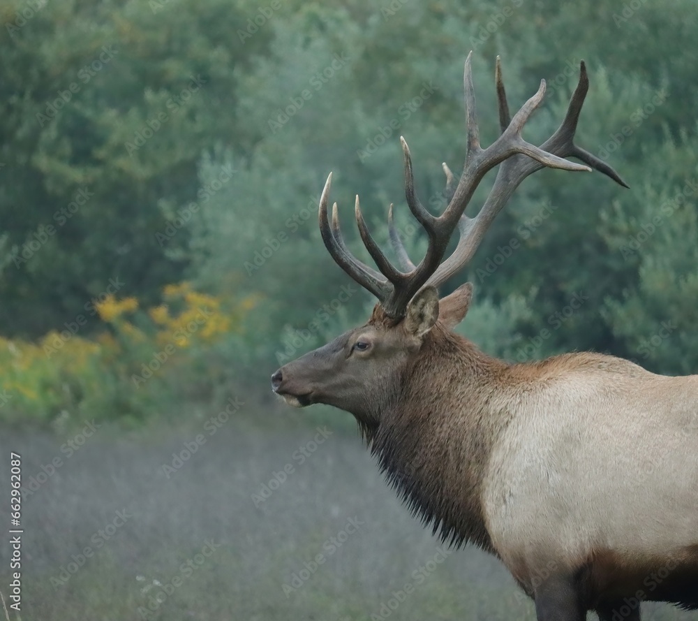 Rocky Mountain Elk Bull Antlers Rut Fall Autumn Rocky Mountain Elk Bull Antlers Rut Fall Autumn