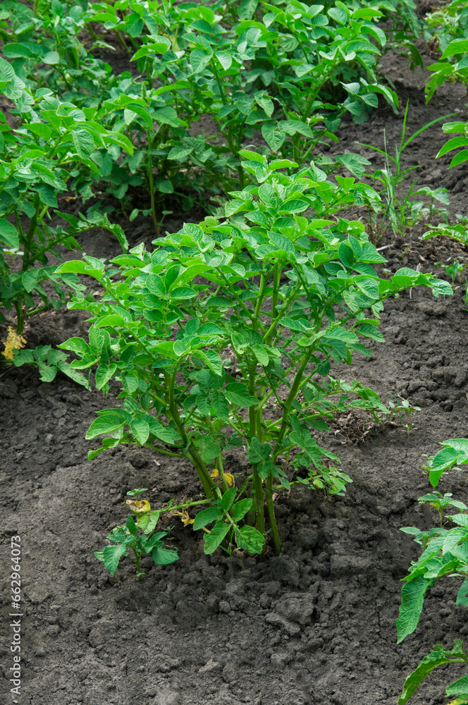 bushes of planted potatoes in the ground. green plants on dark soil. potato growing concept. Young vegetables grow on the soil. Healthy new potatoes in an organic garden. bushes of planted potatoes in the ground. green plants on dark soil. potato growing concept. Young vegetables grow on the soil. Healthy new potatoes in an organic garden.
