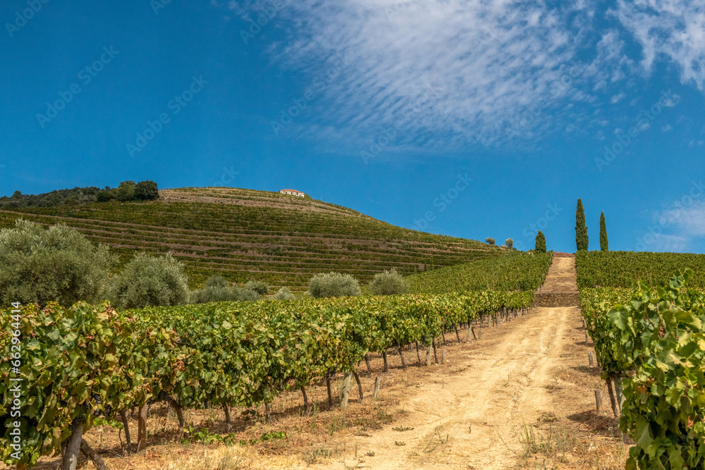 Obraz premium uprawne pola na których rośnie doskonałe wino, szczep z którego powstaje Porto